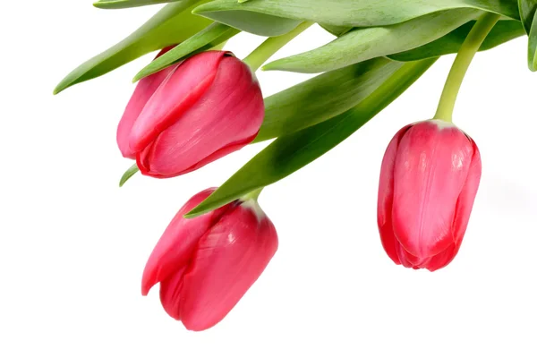 Цветение тюльпана — стоковое фото
