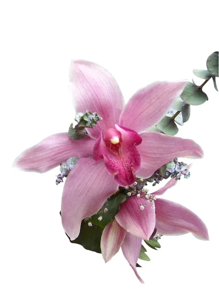 Phalaenopsis blanc — Photo