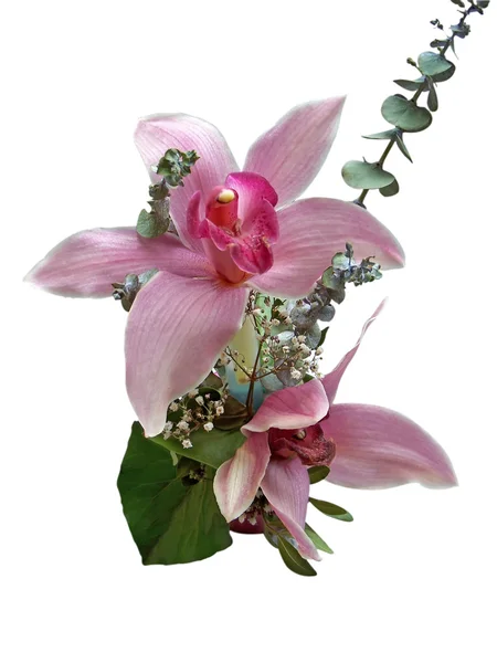 White Phalaenopsis — Stock Photo, Image