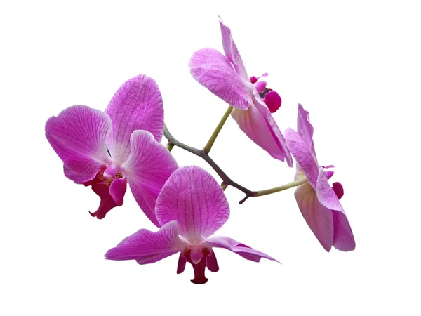 Vit phalaenopsis — Stockfoto