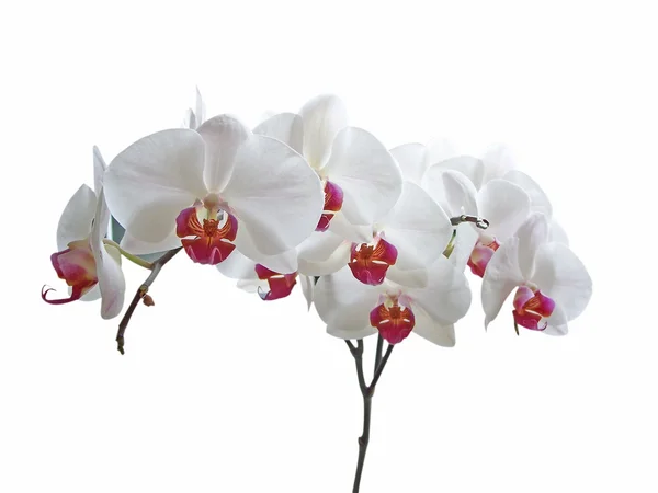 Witte phalaenopsis — Stockfoto