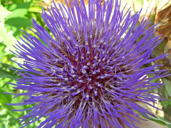 Artichoke in bloom Royalty Free Stock Images