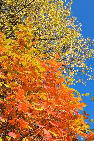 Coronas de otoño — Foto de Stock