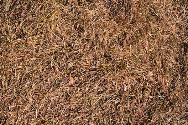 Autumn grass texture — Stock Photo, Image