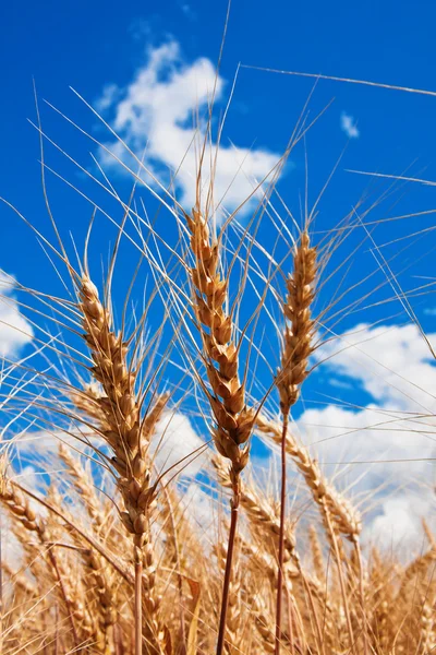 Уши пшеницы и облачное небо — стоковое фото