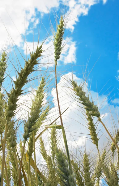 Уши Пшеницы Облачное Небо Летний День — стоковое фото