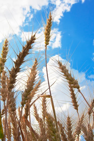 Orejas de trigo y cielo nublado — Foto de Stock