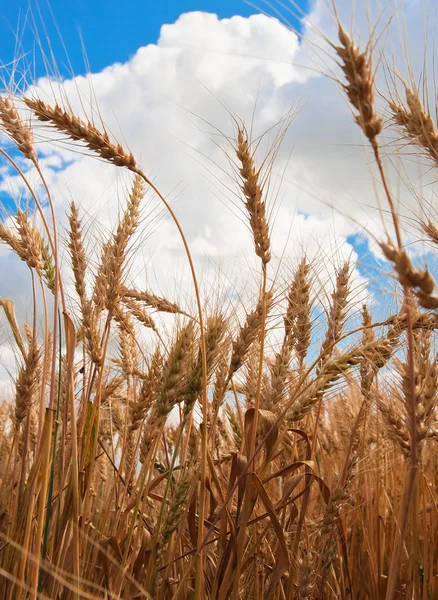 Oren van tarwe en bewolkte lucht — Stockfoto