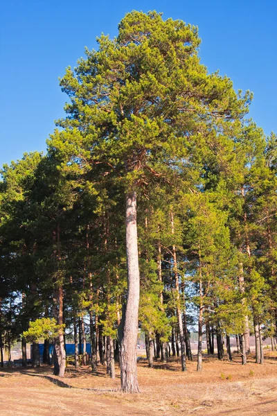 Edge Pine Forest Spring Day — Stock Photo, Image