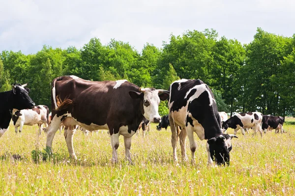 Vacas Campo Dia Verão — Fotografia de Stock