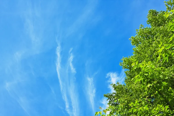 Yeşil taç ve gökyüzü — Stok fotoğraf