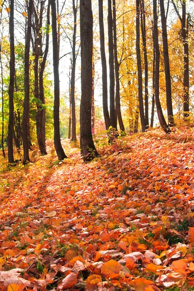 Tag im Herbstwald — Stockfoto