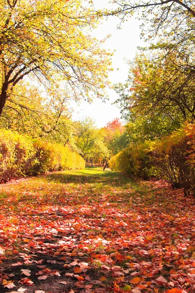 Sonbahar manzarası — Stok fotoğraf