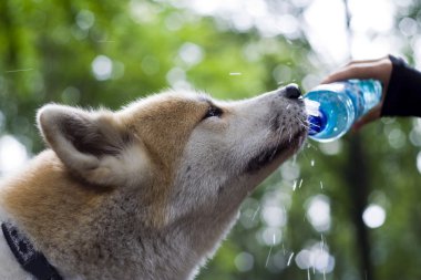 Dog on hiking trip drinking water clipart