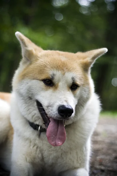ハイキング旅行で休んで犬 — ストック写真