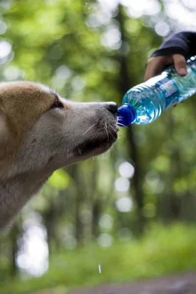 Hund auf Wandertour trinkt Wasser — Stockfoto