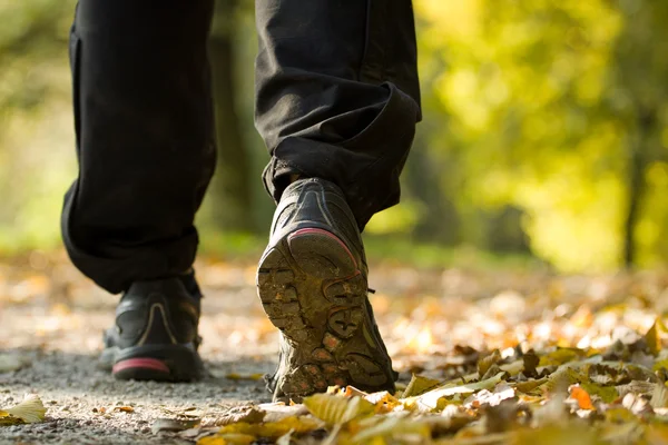 Senderismo en el bosque de otoño, ejercicio al aire libre —  Fotos de Stock