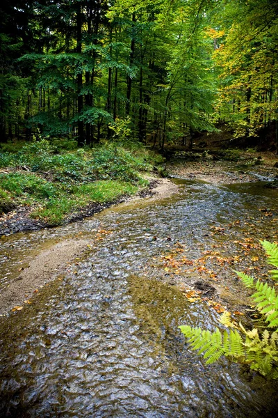 stock image Autumn forest and spring