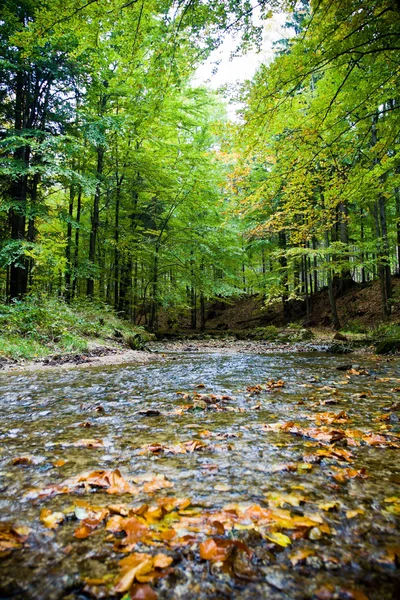 stock image Spring in summer forest