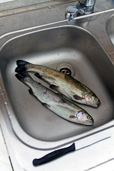 Rå mat, fiska öring i diskhon — Stockfoto