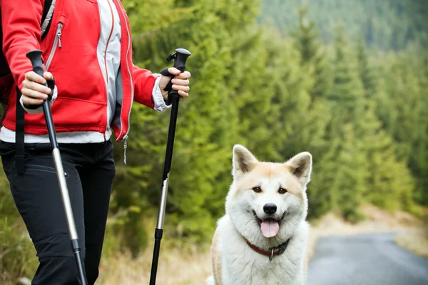 Скандинавская прогулка с собакой — стоковое фото