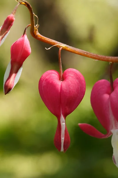 Красные цветы сердца — стоковое фото