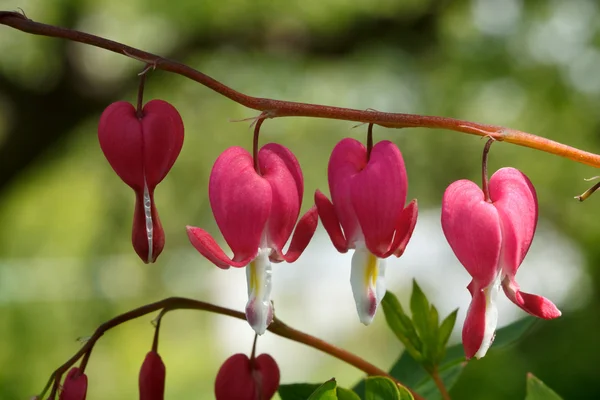 Макро Красных Цветов Сердца — стоковое фото