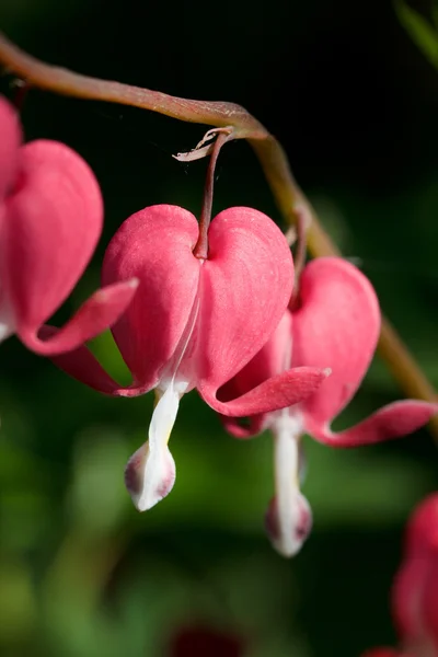 Flores rojas del corazón — Foto de Stock