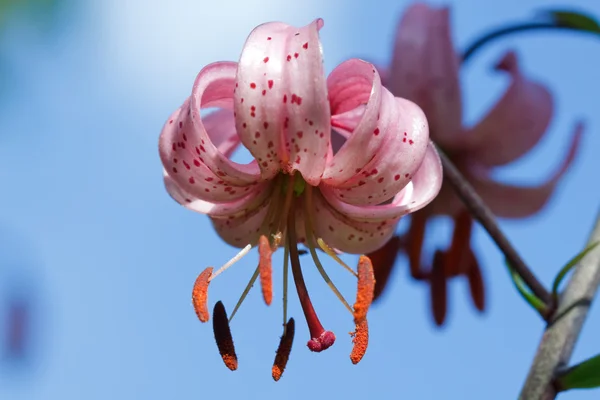 Red Lily Flowers — Stock Photo, Image