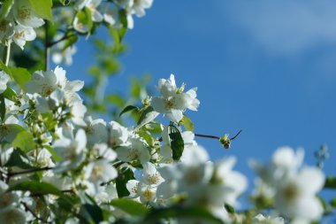 White jasmine flowers clipart