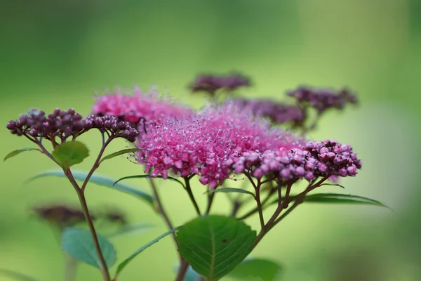 Stock image Field flowers