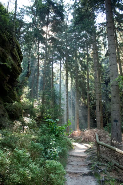 Stock image Sunbeams on green magic forest