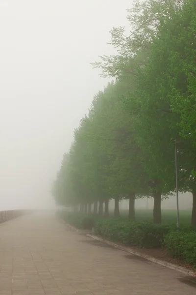 stock image Green park in the fog in the morning