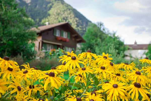 Prohlédni Květiny Horami Dům Pozadí — Stock fotografie