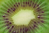 Elszigetelt fehér alapon zöld kiwi