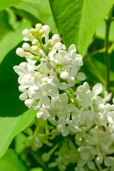 stock image White jasmine in garden on green background