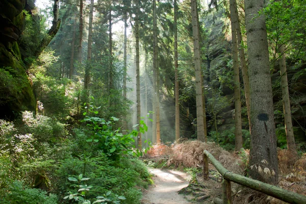 stock image Magic park