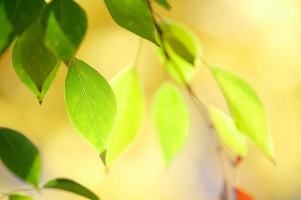 Zielone liście tło — Zdjęcie stockowe