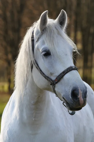 stock image The Horse