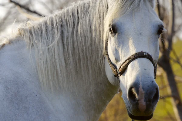 Het paard — Stockfoto