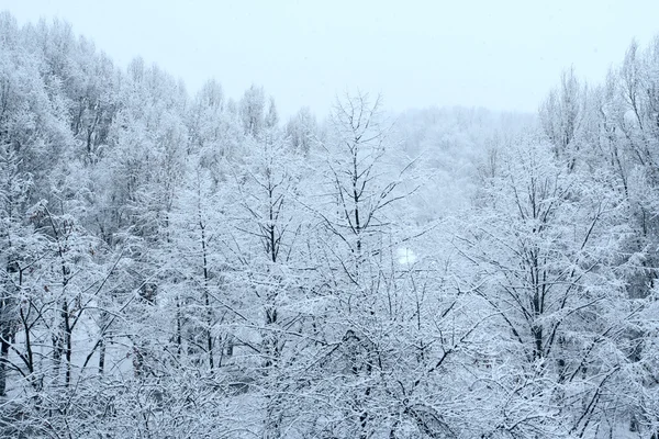 Árvores nevadas — Fotografia de Stock