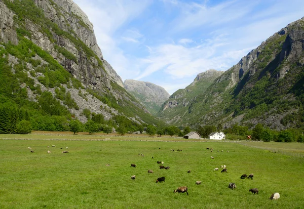羊在牧场和周边的山上的落矶山脉在挪威 — 图库照片
