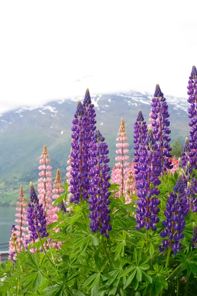 Kar Yağdı Zirveleri Arka Plan Ile Dağ Pembe Çiçekler — Stok fotoğraf