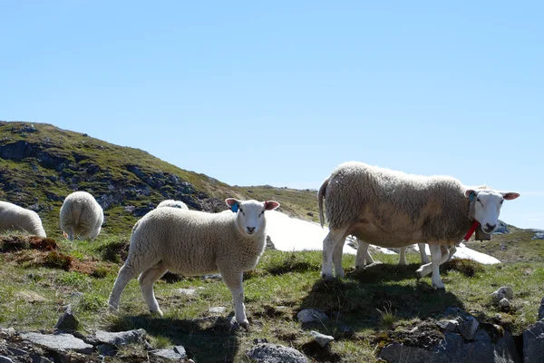 Овца — стоковое фото