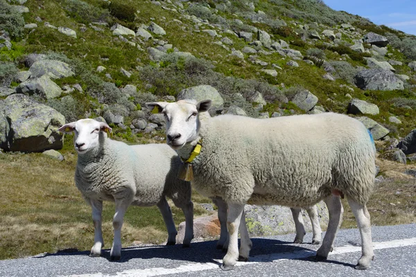 Овца Ягненком Дороге — стоковое фото