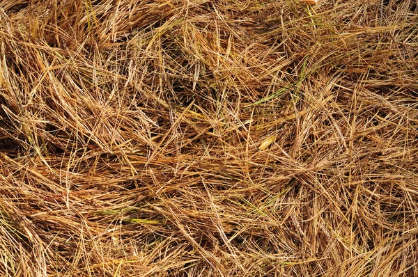 Agulhas de pinheiro dourado no chão — Fotografia de Stock