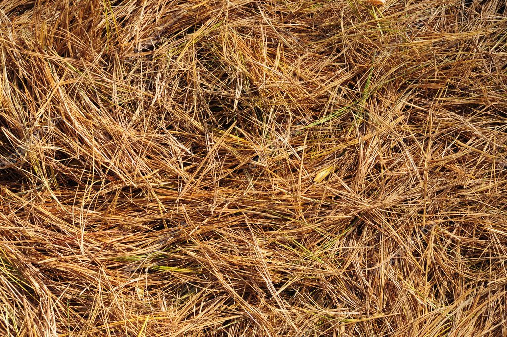 golden pine needles on the ground