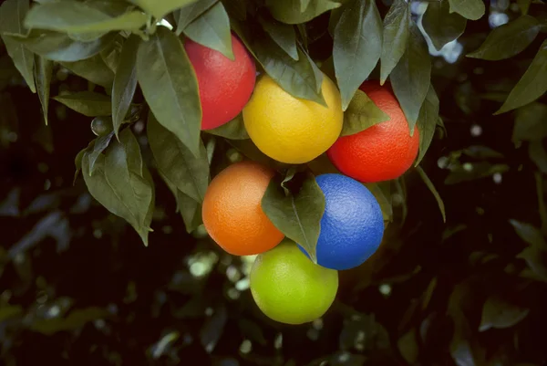 Bunch of multicolored oranges hanging on a tree — Stock Photo, Image