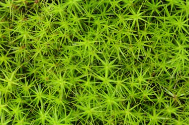 Close-Up Prenses çam groundcover