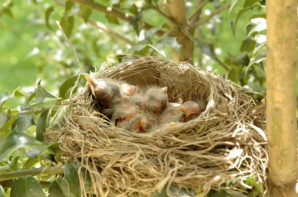 stock image Hatchling baby birds in nest